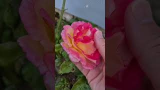 В 2019 купил дом в Ирландии и посадил сад. 🌸🌸🌸