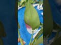 Philodendron White Princess | OKANOKA.COM | Selling Tropical Plants & Houseplants #philodendron