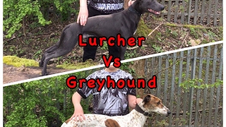 lurcher v greyhound