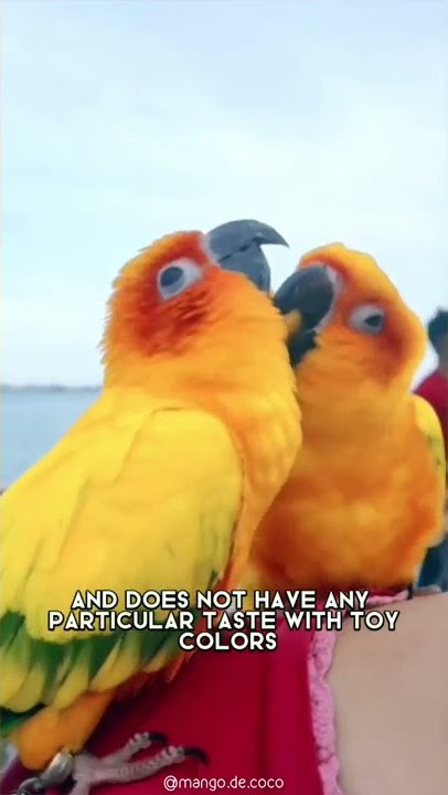 Sun Conure 🦜 Salah Satu Burung Beo Tercantik di Dunia #shorts #sunconure #burungbeo