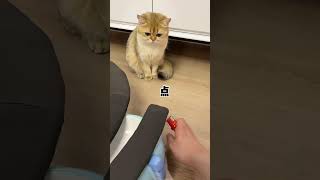 【牛奶是只猫】以其猫之道！还其猫之身！让你打扰我睡觉！