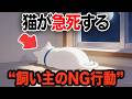 猫が急死する飼い主のNG行動【猫雑学】