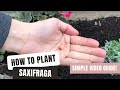 Planting saxifraga  an easytofollow guide