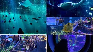 Vlog/Nausicaa Centre National de la Mer ?le plus grand aquarium d'europe