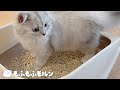 【サイベリアン】子猫に新しいシステムトイレをプレゼントしました