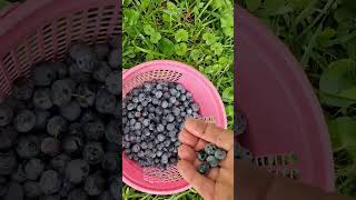 talking to myself while picking my huge gnarly and unkempt BLUEBERRY bush #canning #gardening