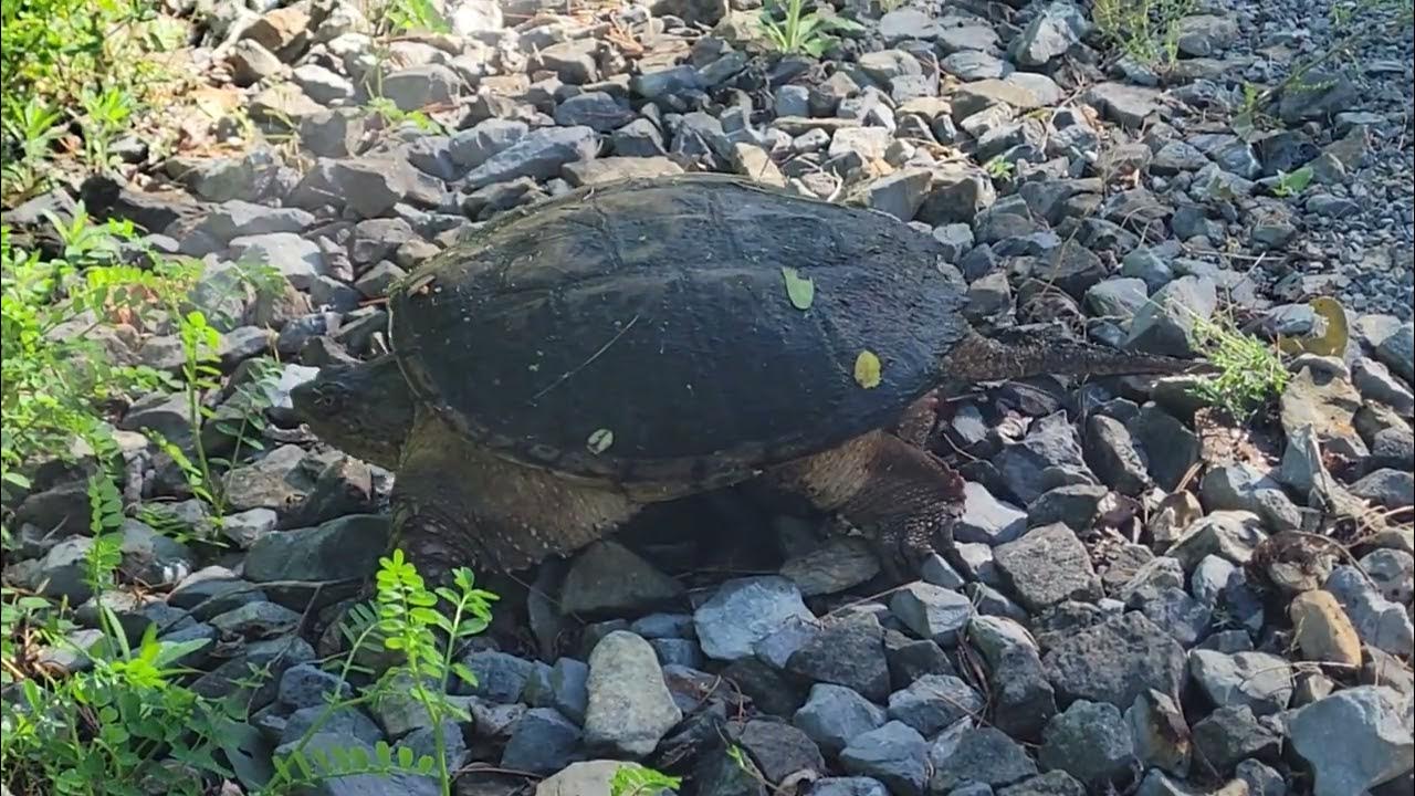PA Snapping Turtle Close up! YouTube