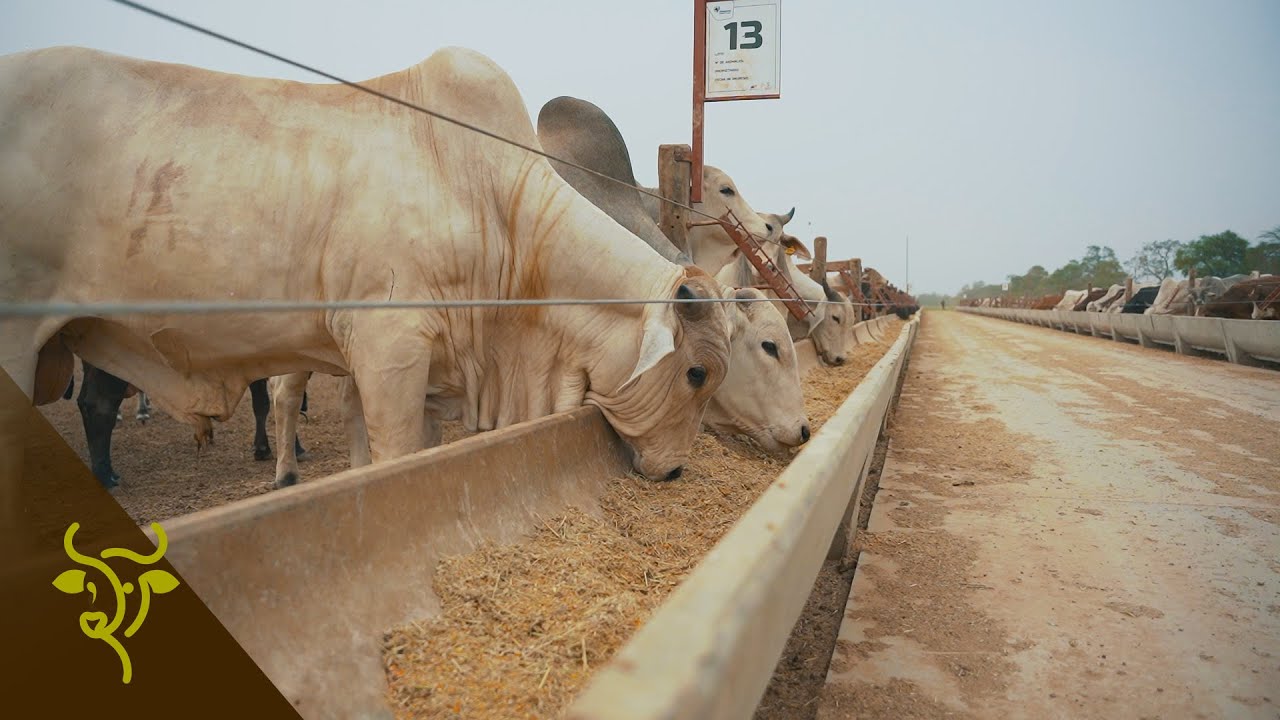 Confinamiento en Chaco Central: nutrición de precisión y manejo eficiente | GP #28