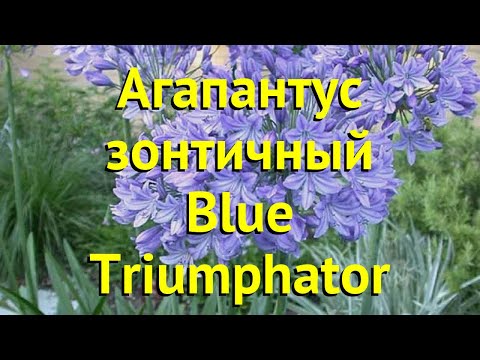 Агапантус зонтичный Блю Триумпхатор. Краткий обзор, описание agapanthus umbellatus Blue Triumphator