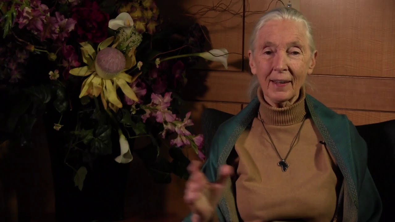 Woman Thought Leader: Jane Goodall
