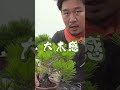 黒松の芽切り方法を解説！