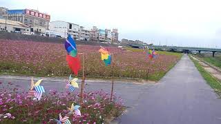 大里賞花1070306