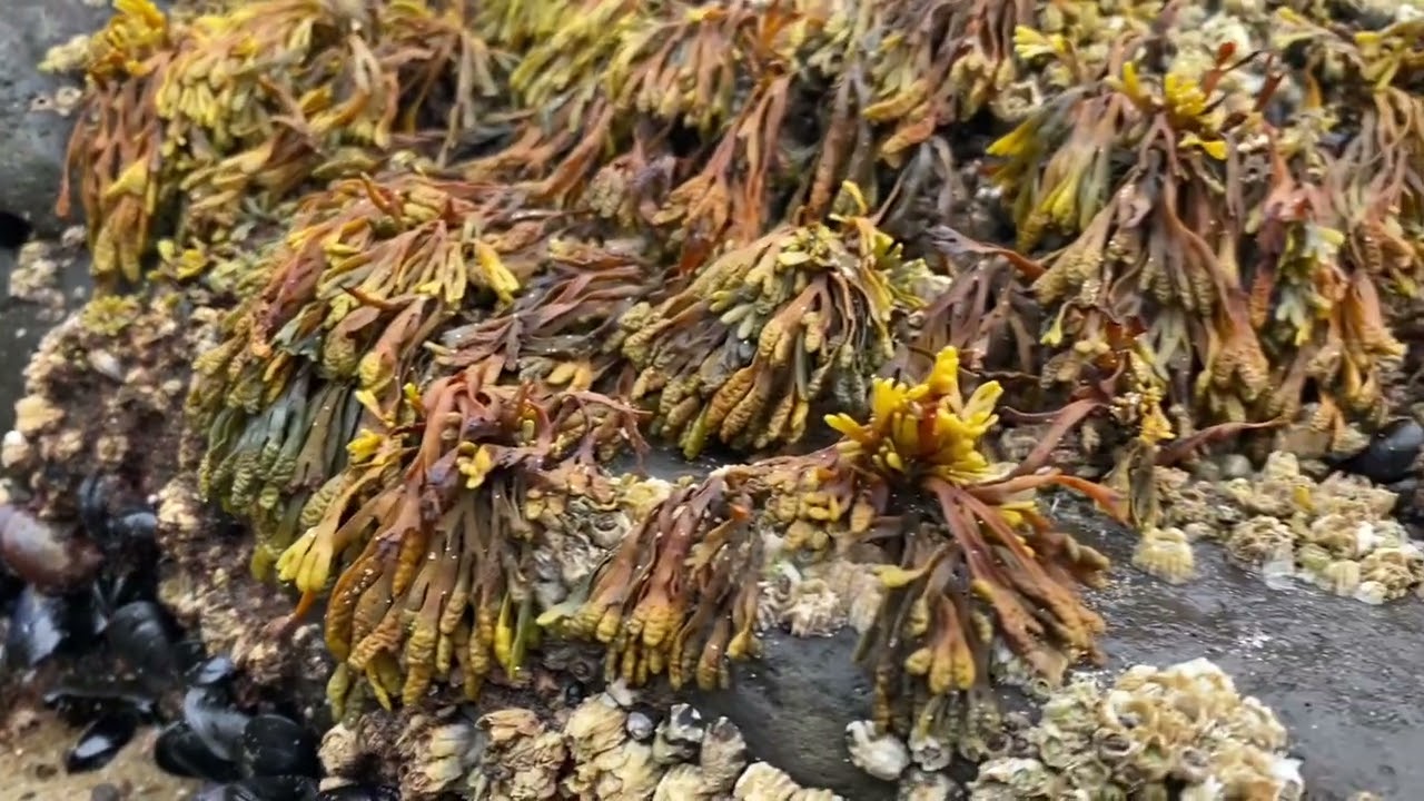 A walk on Oceanside beach in Oregon, complete with tide pools and ocean sounds.