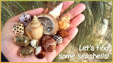Finding Seashells at Super Low Tide | Rare Shell Finds [Virtual Shelling]