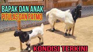 PITULAS 109cm AND PATMO. FATHER vs SON