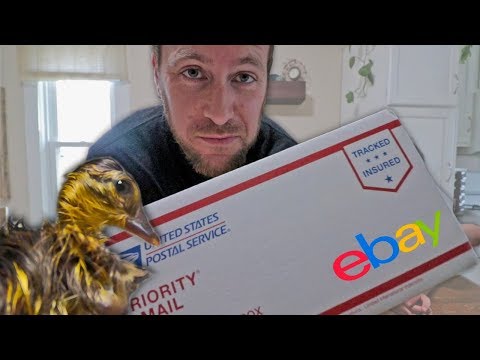 the-rarest-duckling-on-ebay