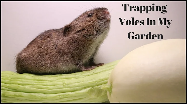 Trapping Voles In My Garden.    Mousetrap Monday.