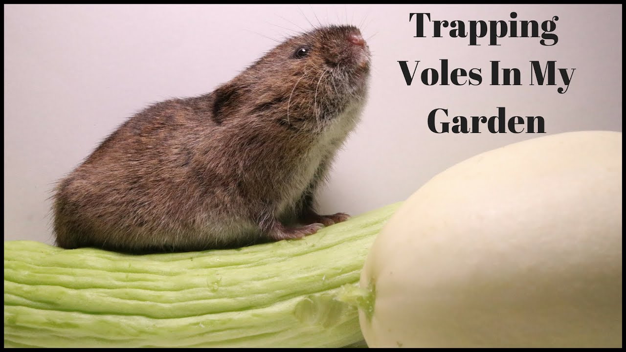 How To Trap Voles Out of Your Yard or Garden. 