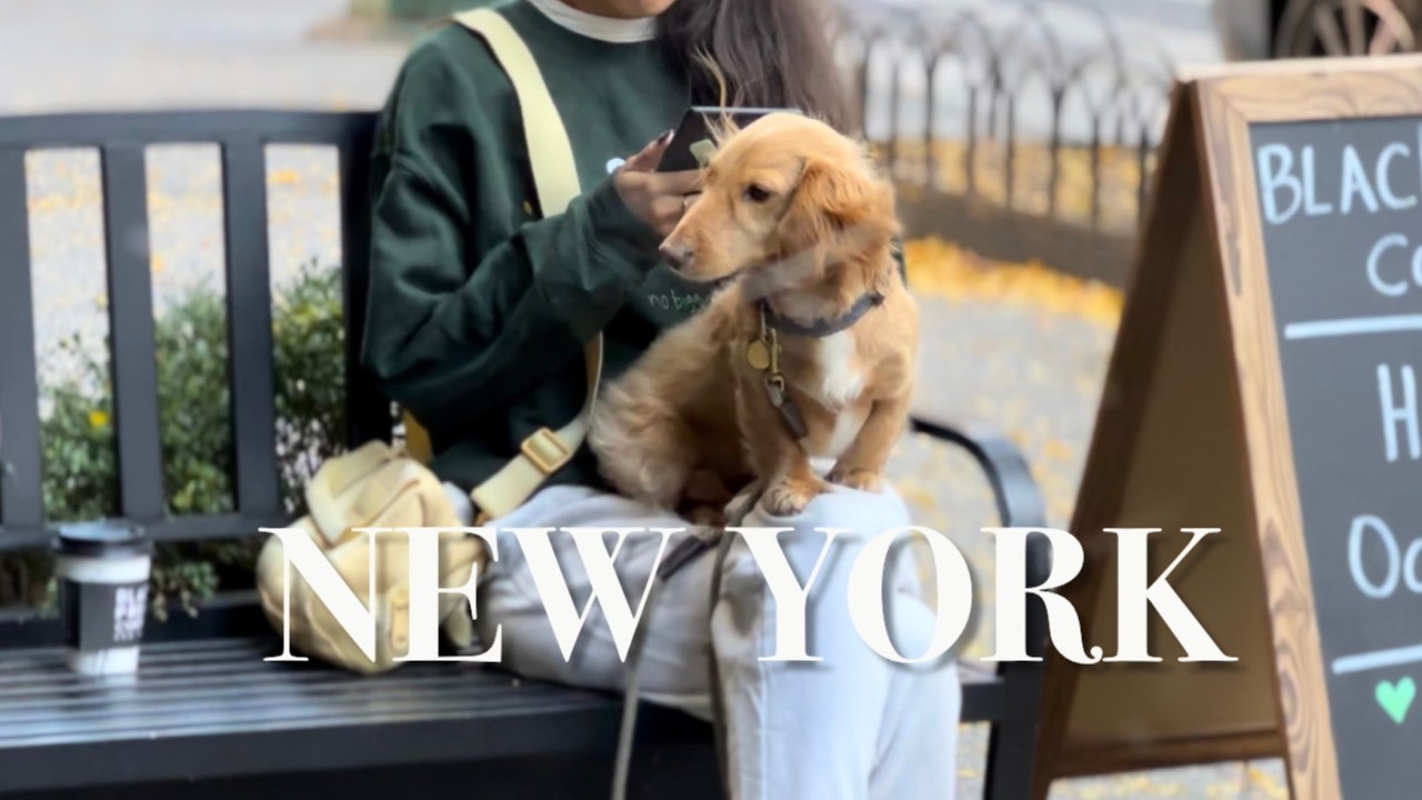 뉴욕 브이로그🍂강아지 좋아하세요? 가을 일상과 할로윈