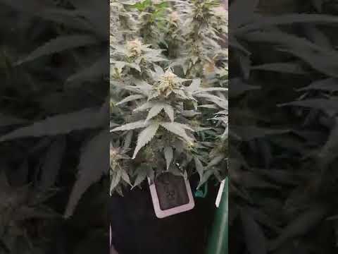 Green Gelato Automatic / Cannabis Indoor Grow By Royal Queen Seeds