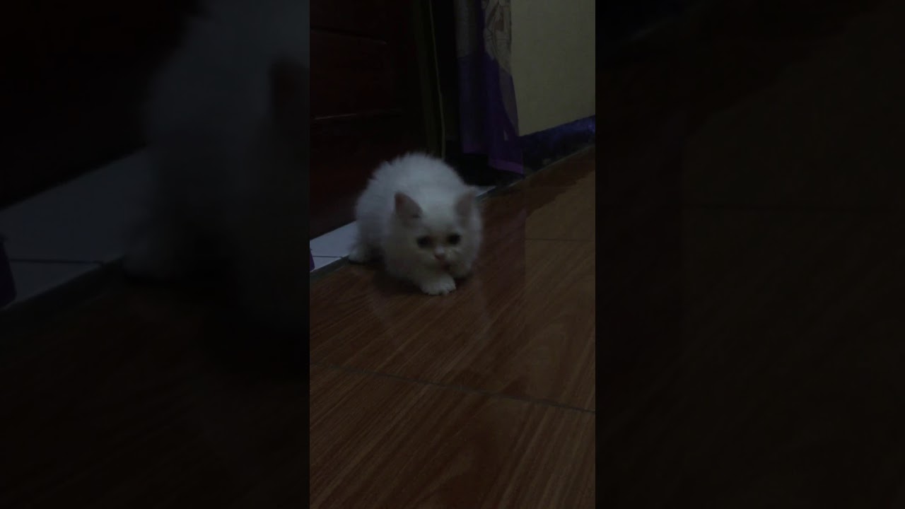 Kucing persia medium usia 3 bulan 