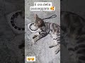 @PrincessNikacat @CatsWorld05 #cat #passeggiate #angel