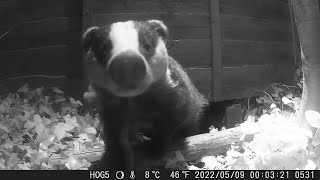 Badger foraging and exploring all around the garden