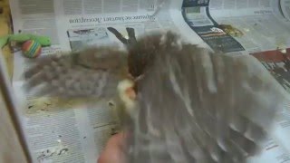 Кормление домовых сычей. Кормление домовых сычей.