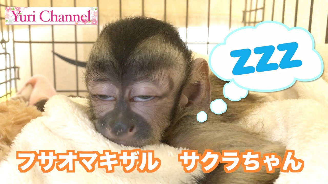 フサオマキザル サクラちゃん【可愛い？寝顔】🐒(#33)Cute sleeping