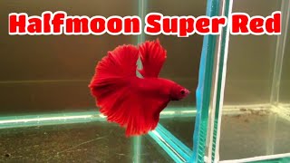 Ikan Cupang Halfmoon Super Red - Super Red Halfmoon Betta Fish - Super Red Pair