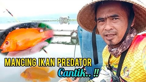 Mancing ikan red devil (oscar), di waduk jatiluhur