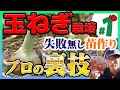 【断固とう立ち！】玉ねぎの種まき～苗の育て方と最適な植える苗！強い苗を作る方法をプロが初心者にも分かるように完全解説!！