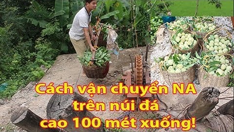 Cách thu hoạch vận chuyển quả na từ trên NÚI ĐÁ CAO của dân Hữu Lũng Chi Lăng