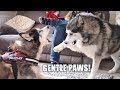 Excited husky tries to be gentle with old friend