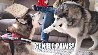 Excited Husky Tries To Be Gentle With OLD Friend!