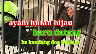 Ayam Hutan Hijau Baru Datang Ke Kandang Doa Bekisar