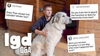 Livestock Guardian Dogs / Homestead LGD Basics & Answering YOUR Questions!
