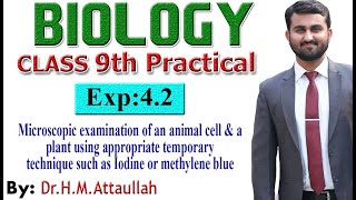 Microscopic examination of an animal cell and a plant | 9th biology #practical  | Exp 4.2