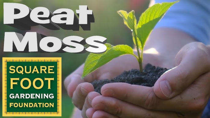 Peat moss in garden or for plants - Uses, advantages and