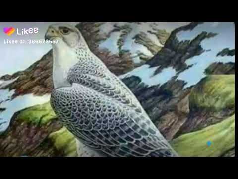 الحر يضل حر لو صارت سوده عليه الايام حالات واتساب موسى المردود