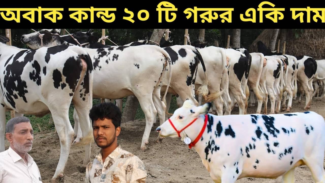 অবাক কান্ড ২০ গরুর একি দাম। একি দামে বেছে নেওয়ার সুযোগ আইয়ুব আলি ...