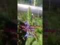 "Chia plant 🪴 moving with wind- Mashabela Farm Research Garden "