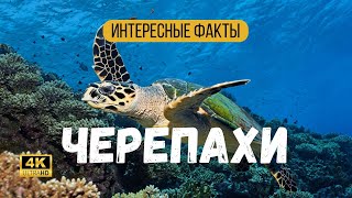 🐢 Удивительные Факты О Морских Черепахах, Которые Вас Удивят