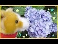 コーギー おもちゃ おさんぽ 紫陽花