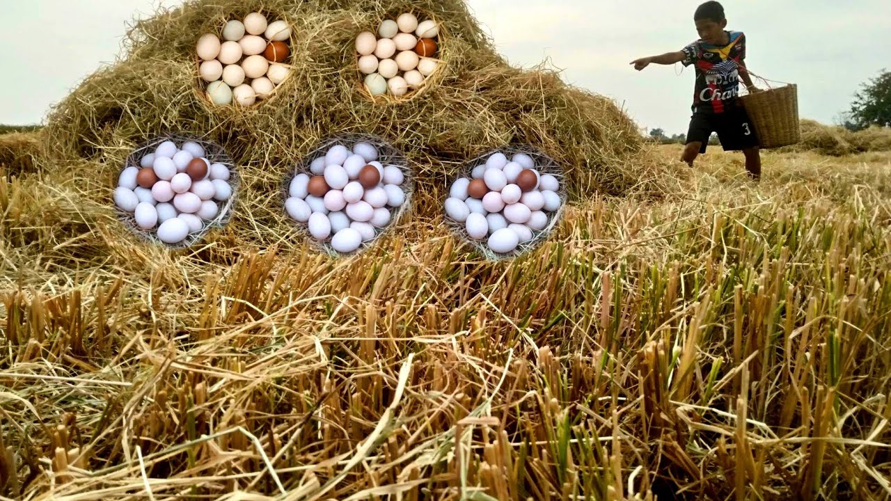 Rice Reeds Top Tv Lucky! Hand-painted reeds in the rice fields by the road by hand ...