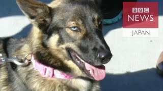 海で行方不明になった犬　飼い主と再会