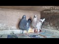 New entry of racing pigeons breed by bk imran pigeon loft hindupur