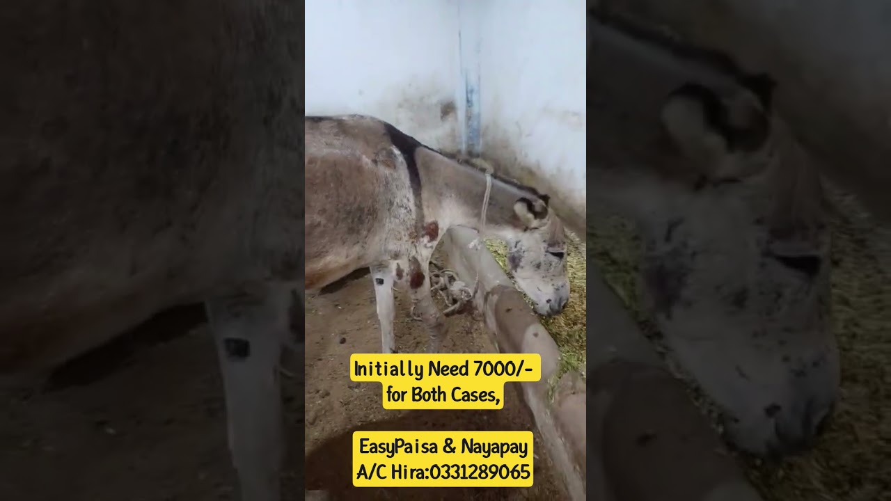 Initially Need 7000/- for Both Cases Habib Metro Politan Bank     IBAN=PK14 MPBL 9909 1771 4011 1934