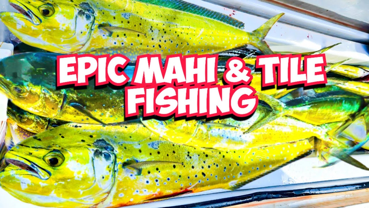 ️ Mahi Mahi Fishing Insanity!!! YouTube