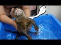 第8回【水が苦手なカワウソのビンゴ】左官屋さんが使うトロ舟をプール代わりにしてみた(Playing in the water pt 8)